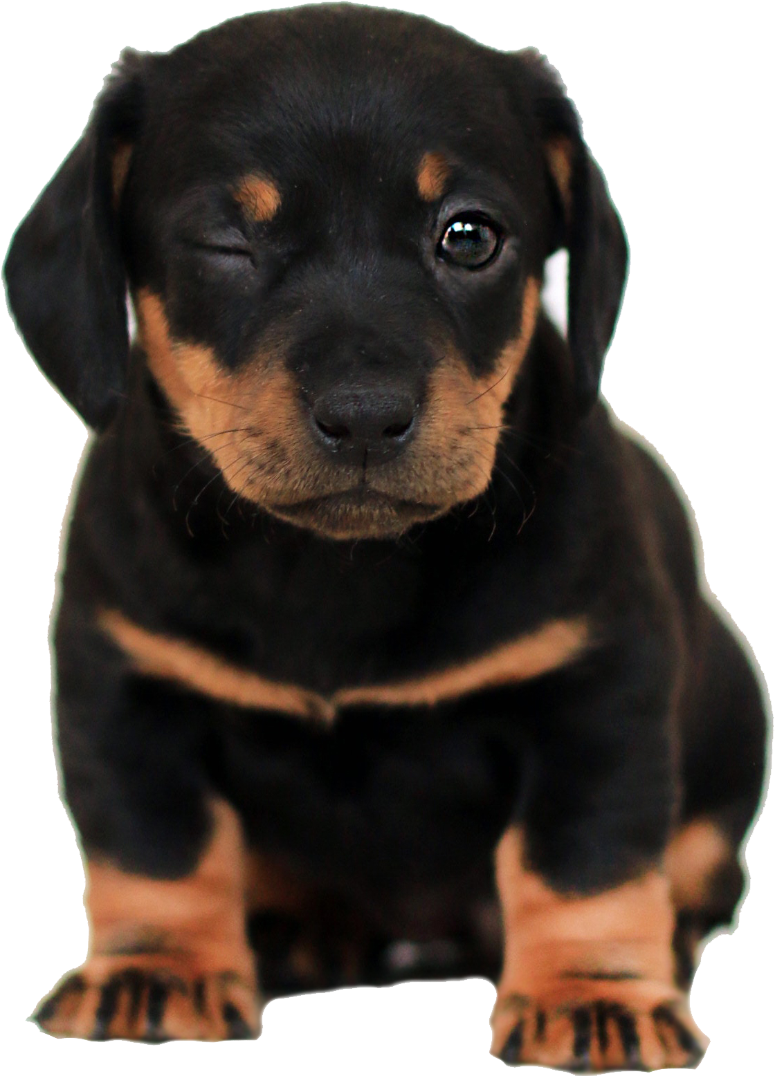 dog2